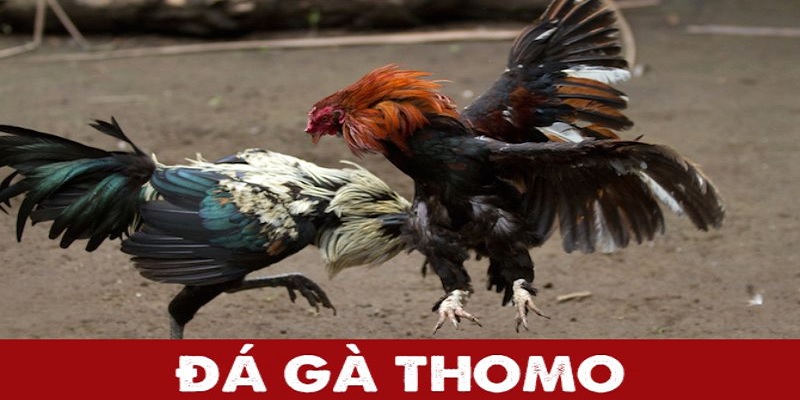 Thông tin quan trọng về đá gà thomo cho người mới